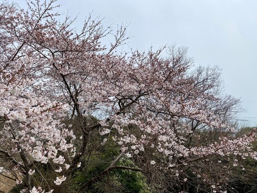 桜の写真.jpg